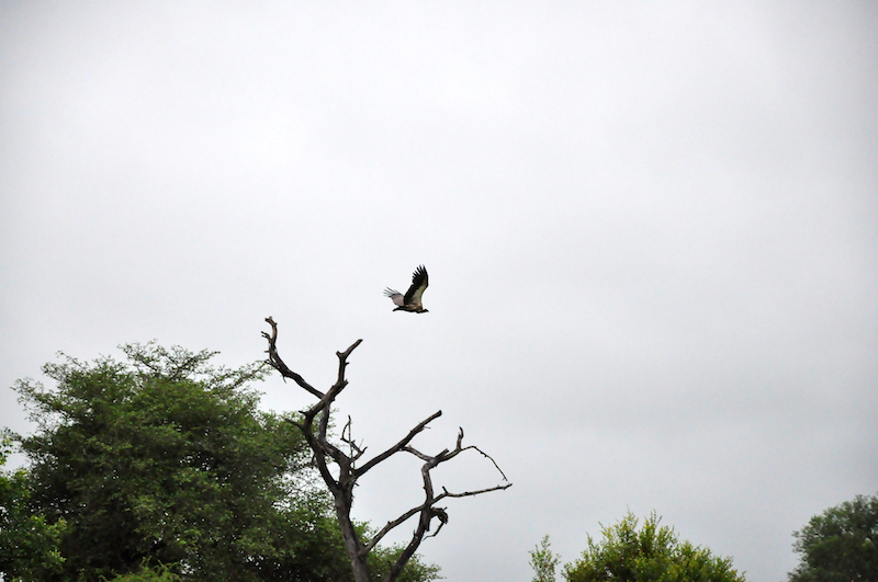 Melanie Heinrich - travel images - Lion Sands Private Game Reserve